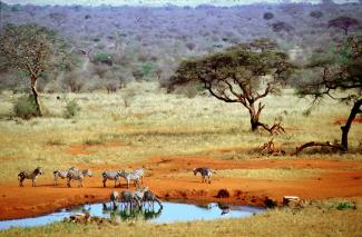 Nature needs protection: Tsavo West National Park in Kenya.