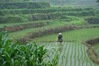 Rice terraces in the Philippines.