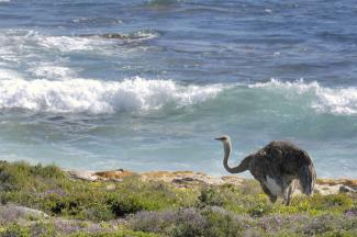 MDG-Erfolg: Die Anzahl an Meeres-, Küsten- und Landschutzzonen wie hier nahe des Kaps der guten Hoffnung in Südafrika hat sich vergrößert.