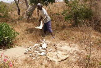 Ein Dorfbewohner mit den Überresten seiner toten Kühe in der von Dürre geplagten Region Kilifi County in Kenia, im März 2022.
