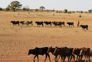 Böthling/Photography A shepherd drives his herd to a watering place in Burkina Faso.