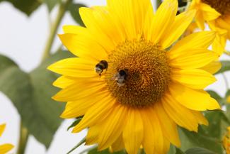 Die Ernährungssicherheit der Menschen hängt von Bestäubern ab.