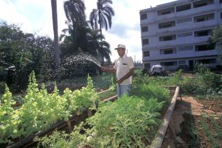 Urban gardening in Havana.