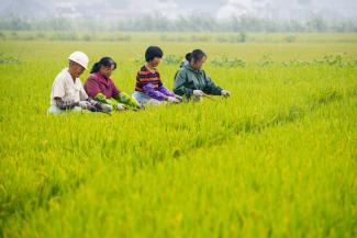 By 2018, agriculture only accounted for a little more than a quarter of the labour force in China.