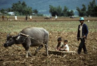 Ein philippinischer Bauer eggt das Feld in der Provinz Cagayan.