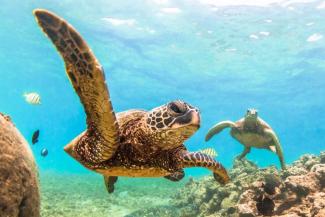 Rare turtles lay their eggs on the coast of Mozambique.